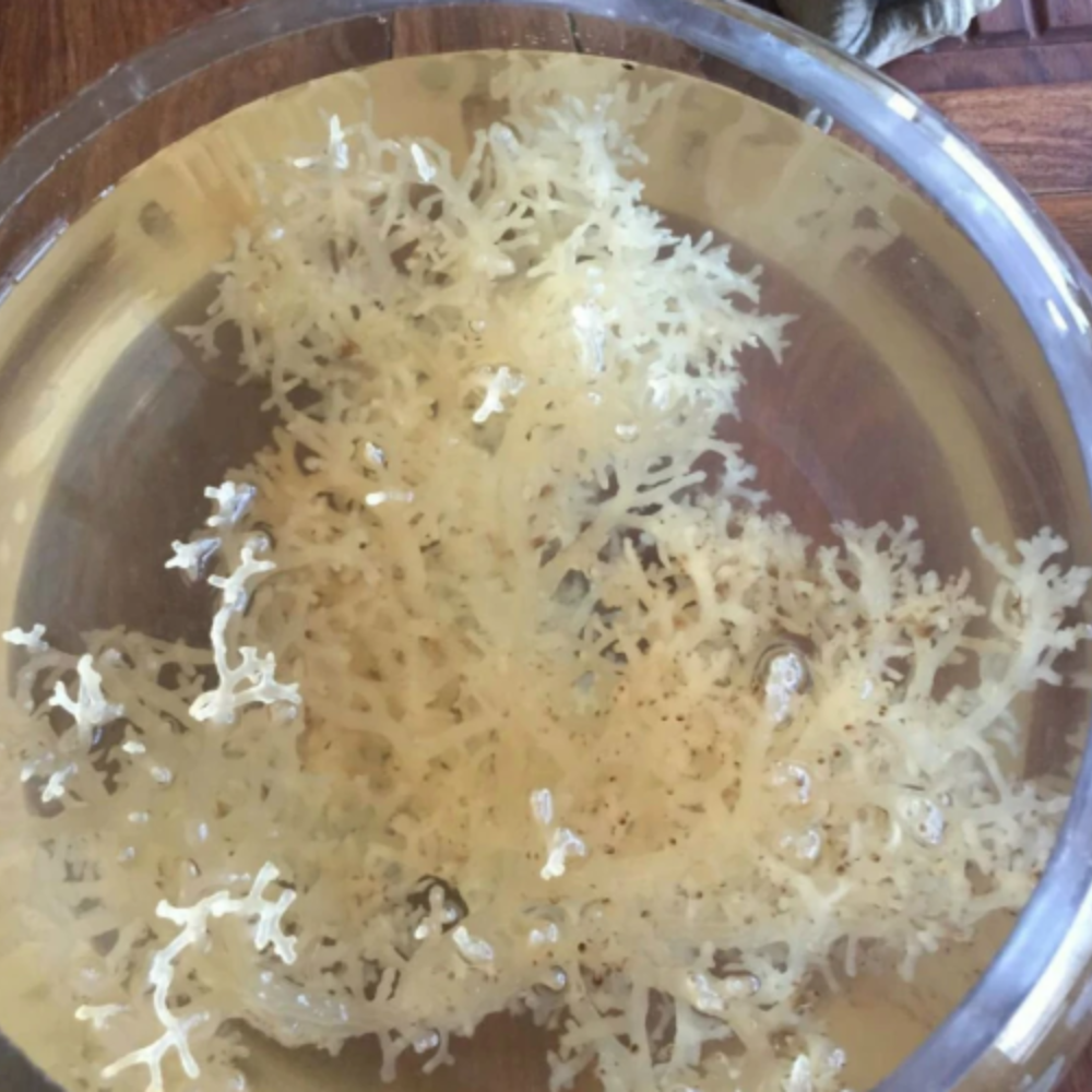 Sea Bird's Nest（ Dry ）|  海燕窝（ 干 ）100g