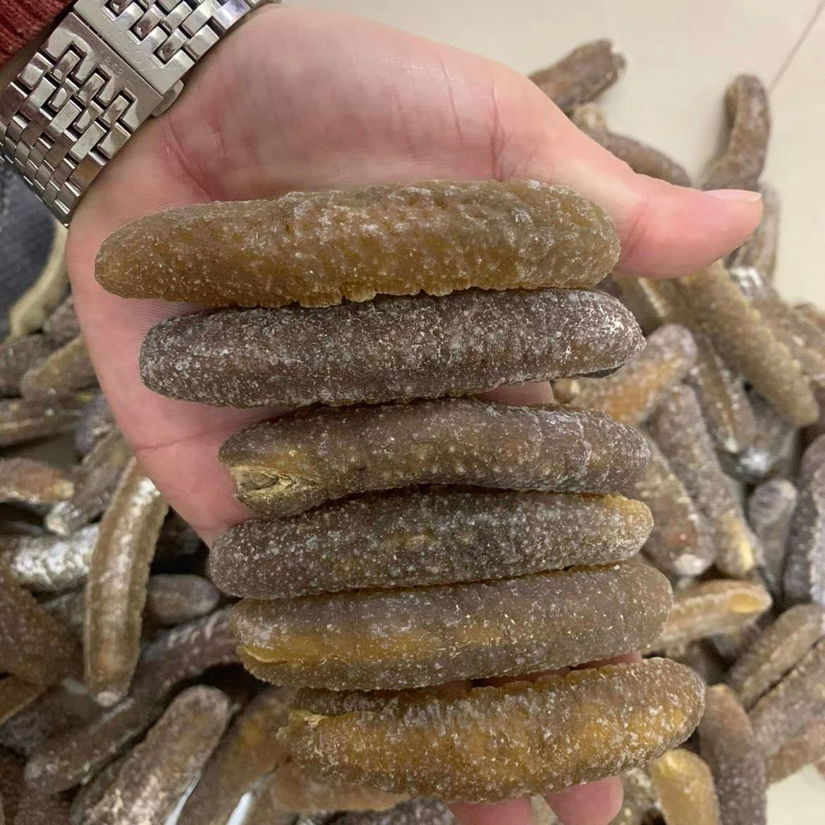 马尔代夫玻璃参 Maldives Sea Cucumber